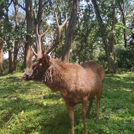 Wild Window - Forest View Homestay Thekkady Ngoại thất bức ảnh
