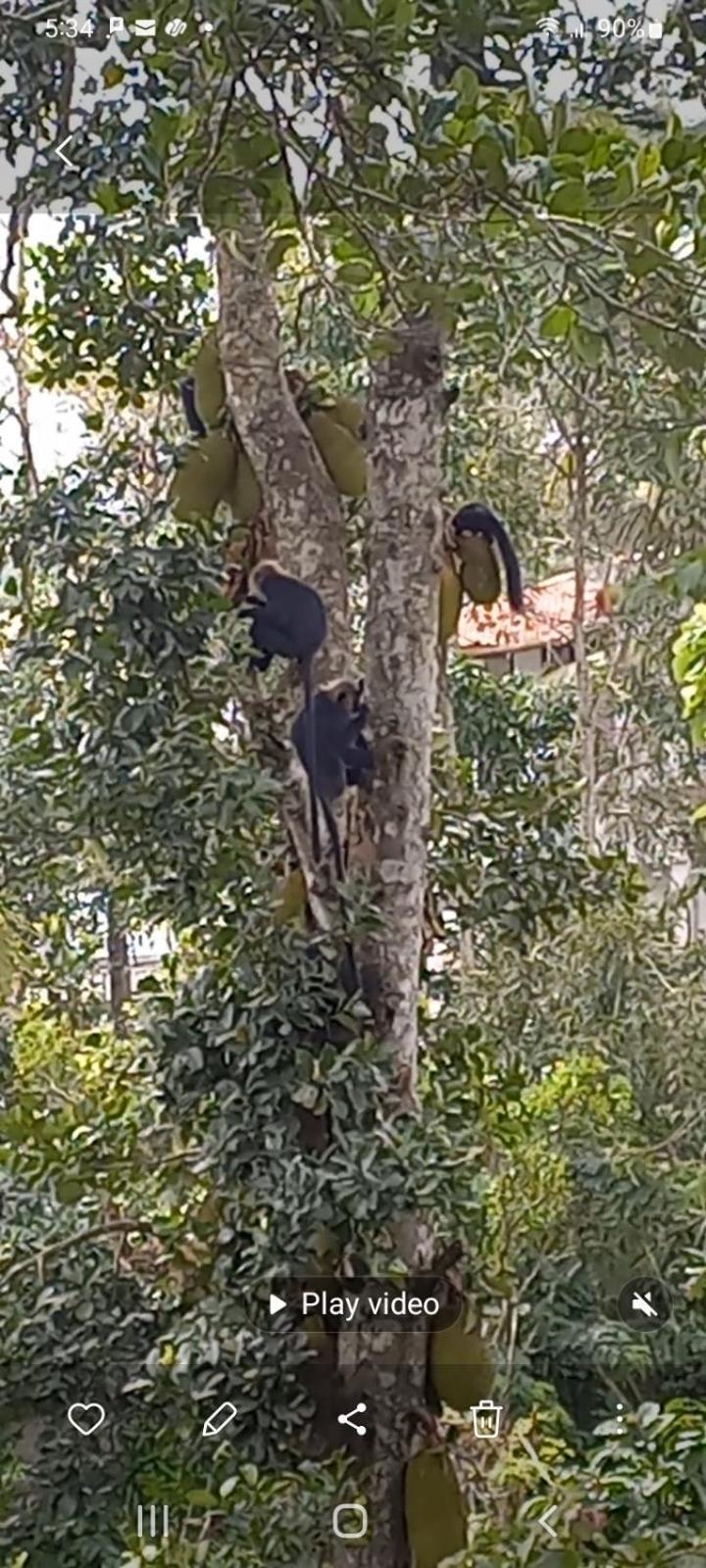 Wild Window - Forest View Homestay Thekkady Ngoại thất bức ảnh
