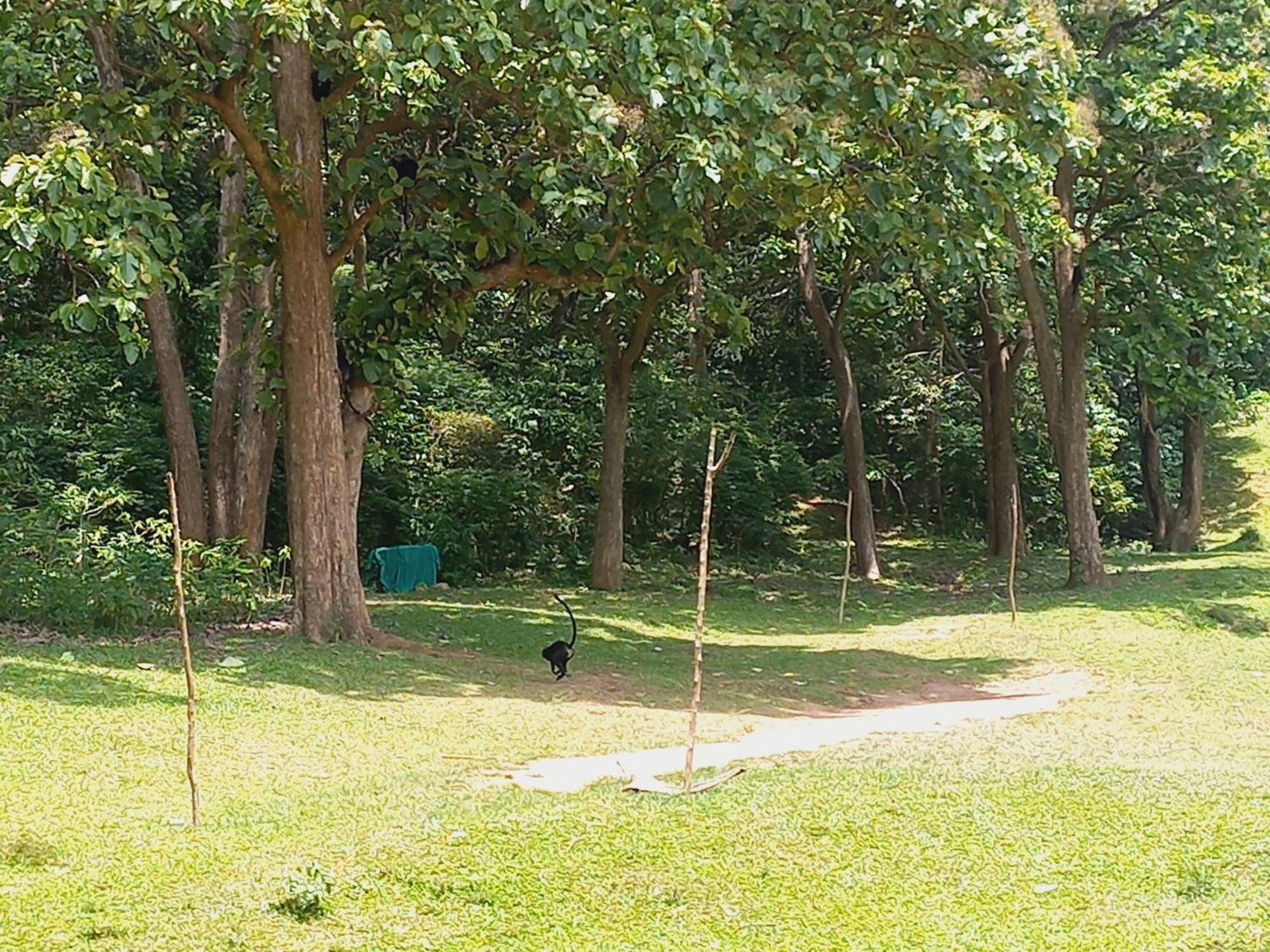 Wild Window - Forest View Homestay Thekkady Ngoại thất bức ảnh