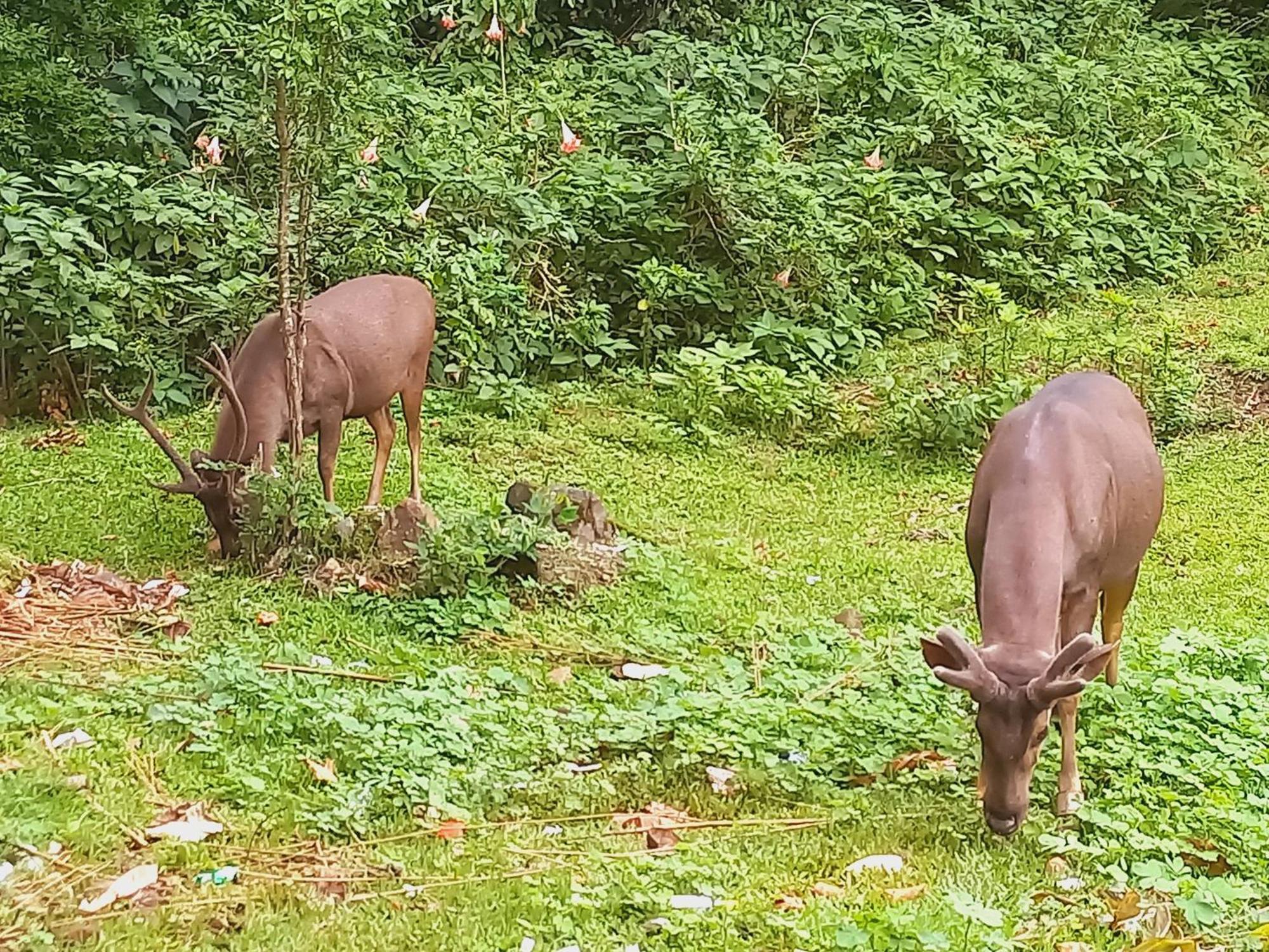 Wild Window - Forest View Homestay Thekkady Ngoại thất bức ảnh